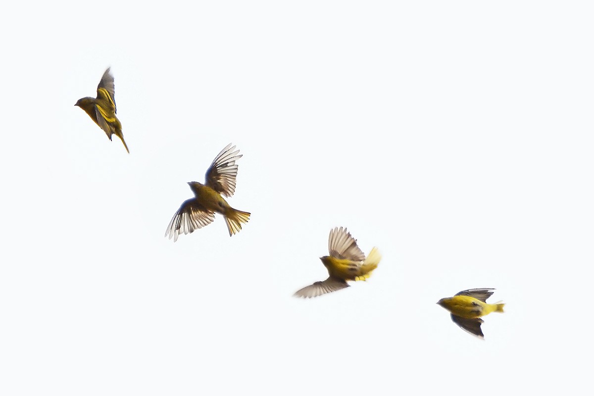 Yellow-crowned Canary - ML576684941