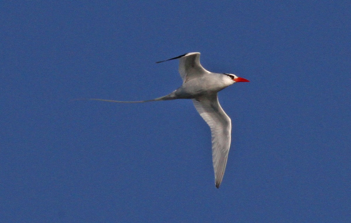 Red-billed Tropicbird - Larry Sirvio