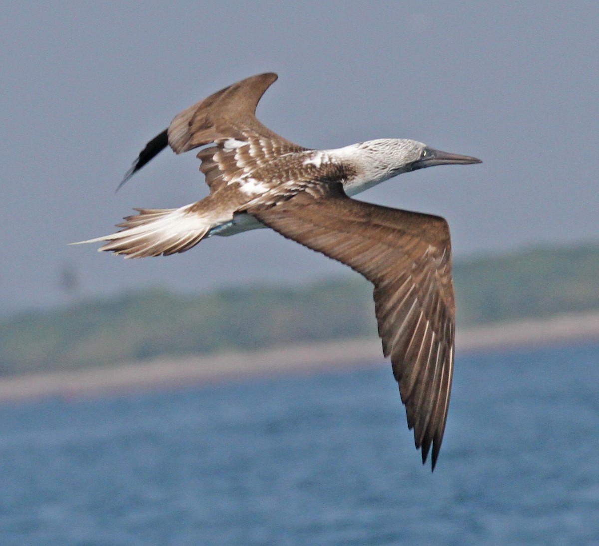 Blue-footed Booby - Larry Sirvio