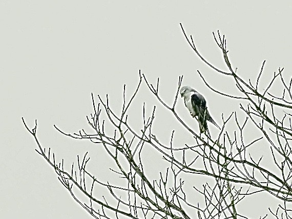 Black-winged Kite - ML576686771