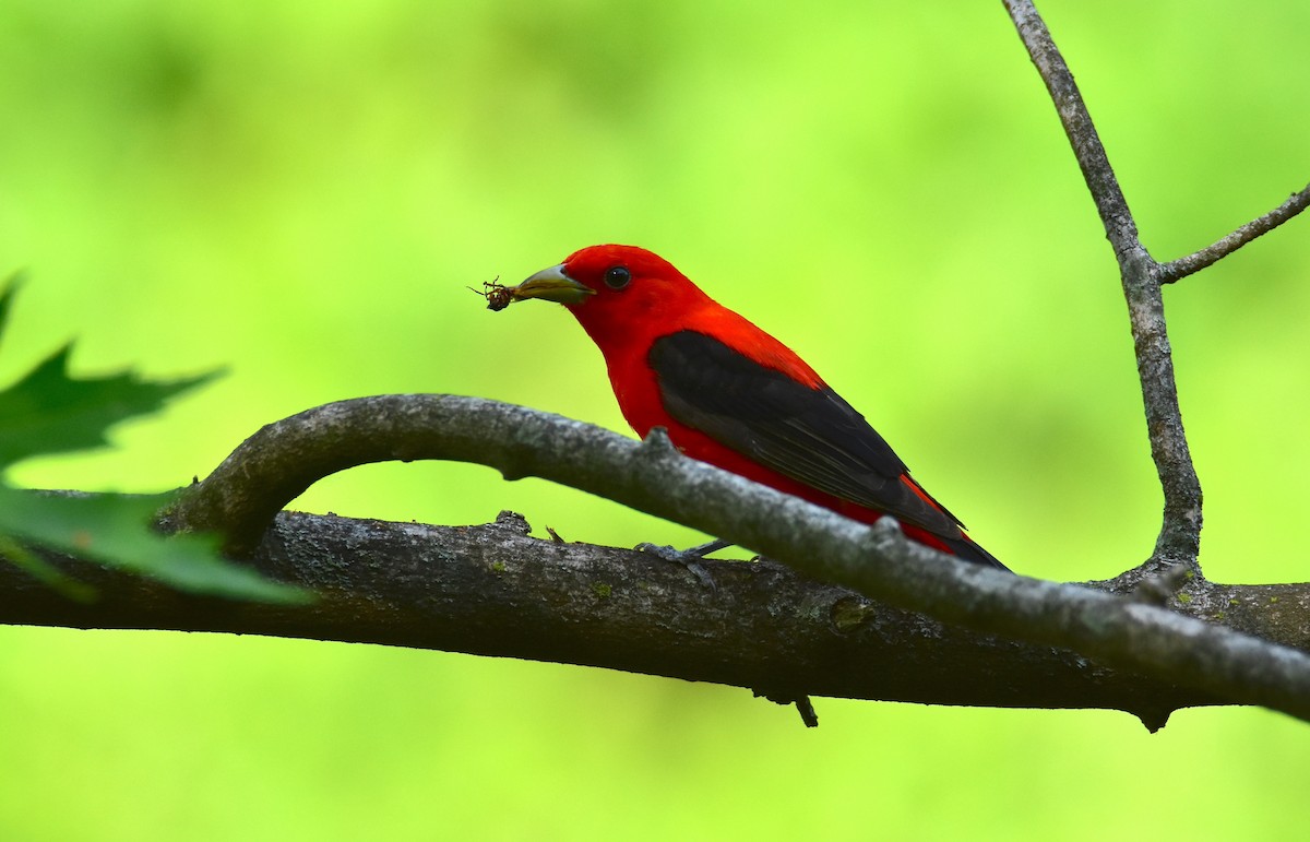 Scarlet Tanager - ML576687671