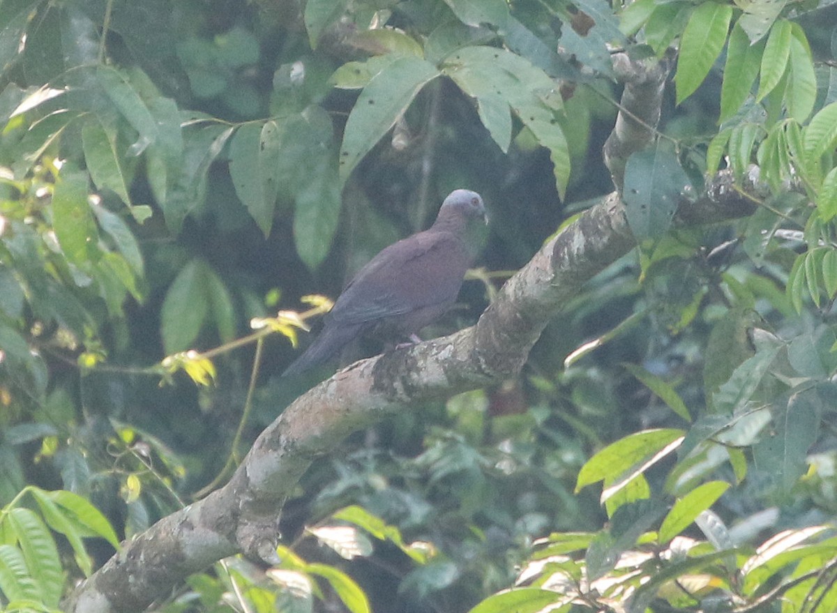 Pale-capped Pigeon - ML576688091