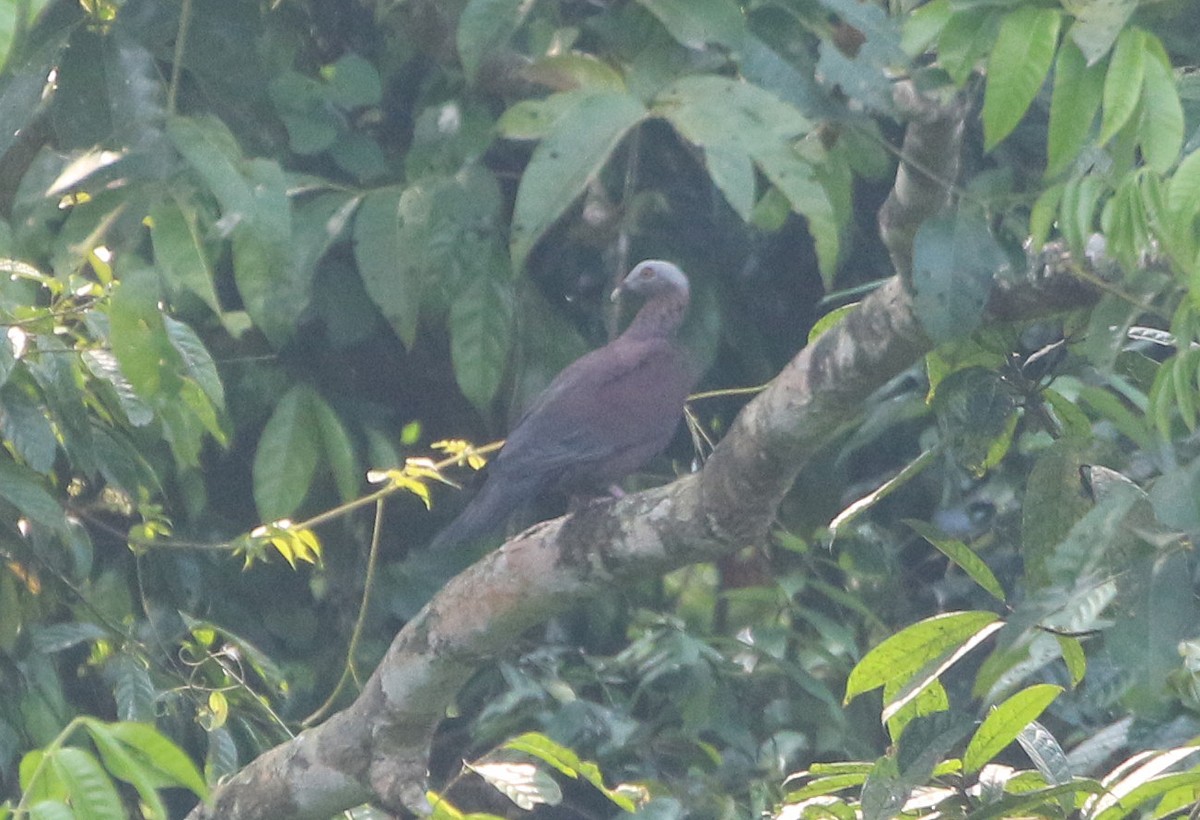 Pale-capped Pigeon - ML576688101