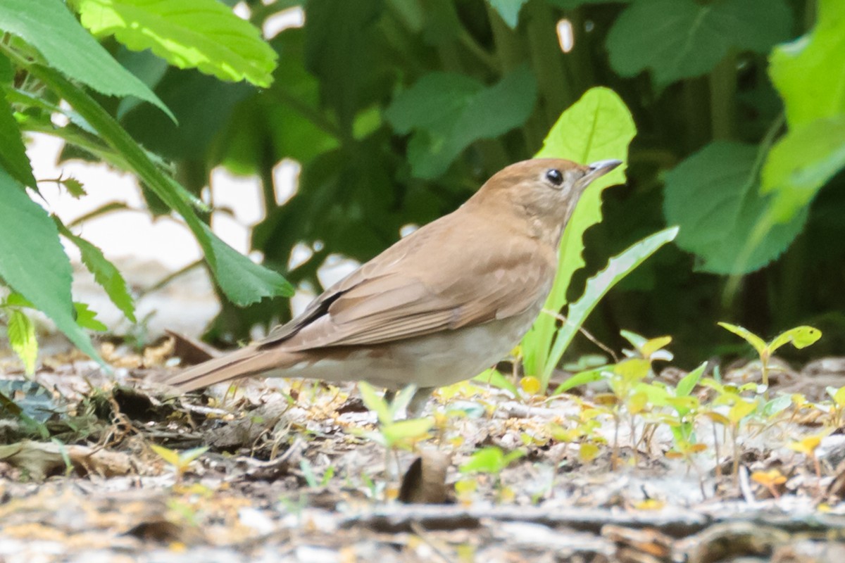 Veery - ML576688991