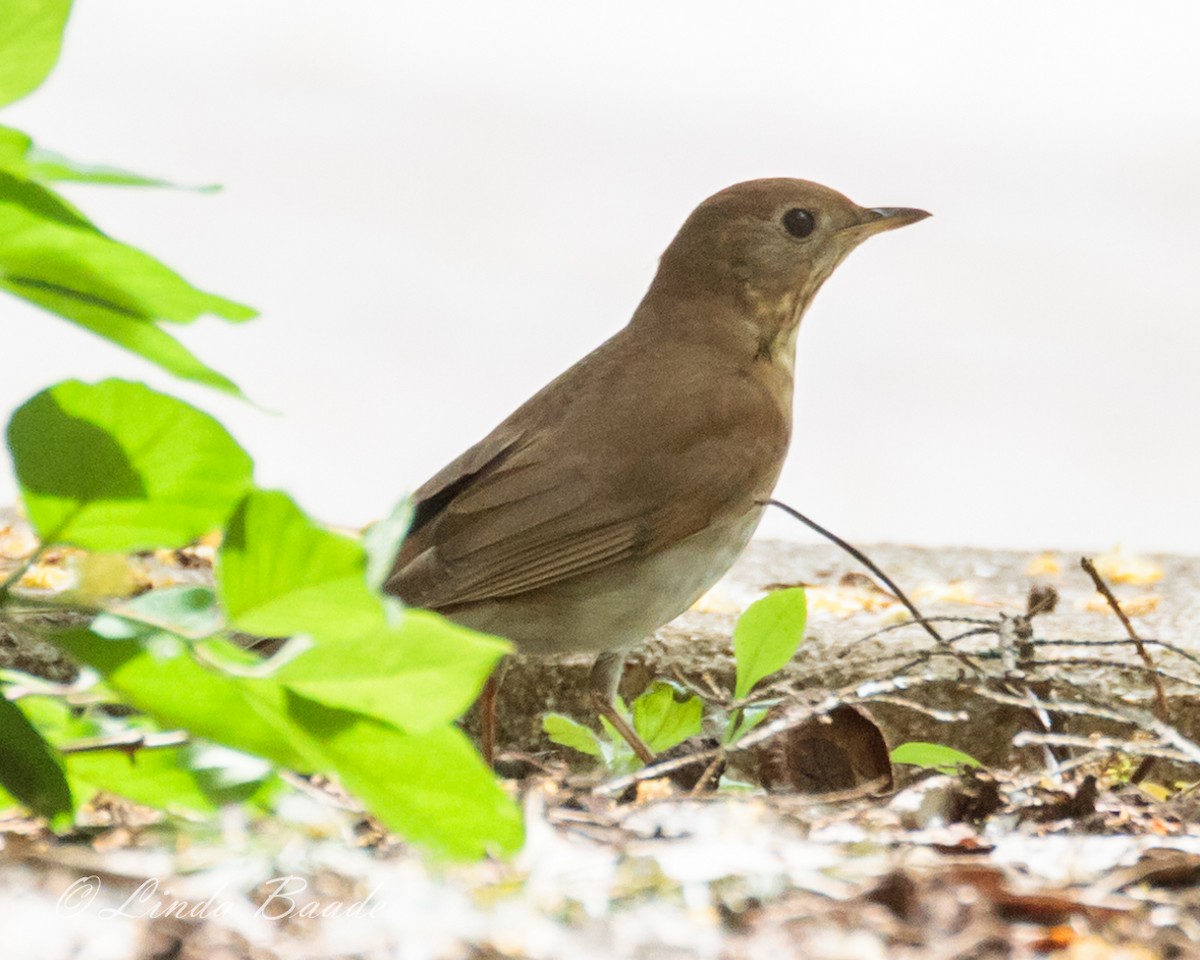 Veery - ML576689021