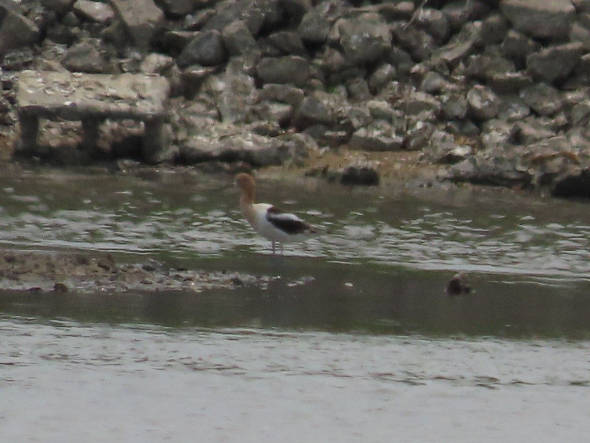 Avoceta Americana - ML576689511