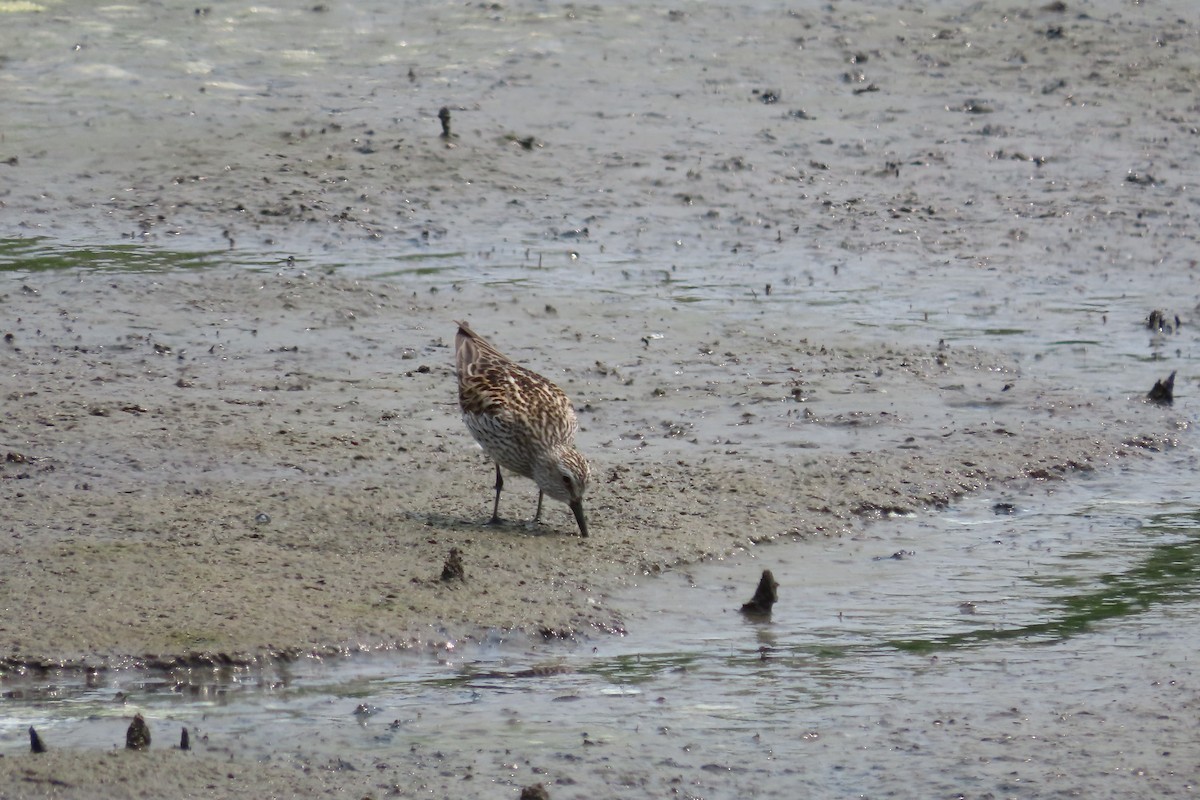 White-rumped Sandpiper - Andy Beiderman