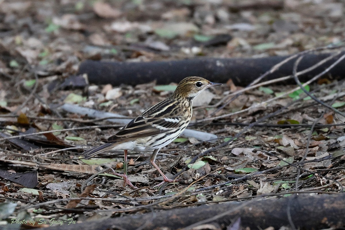 Pechora Pipit - 蘇 貴福