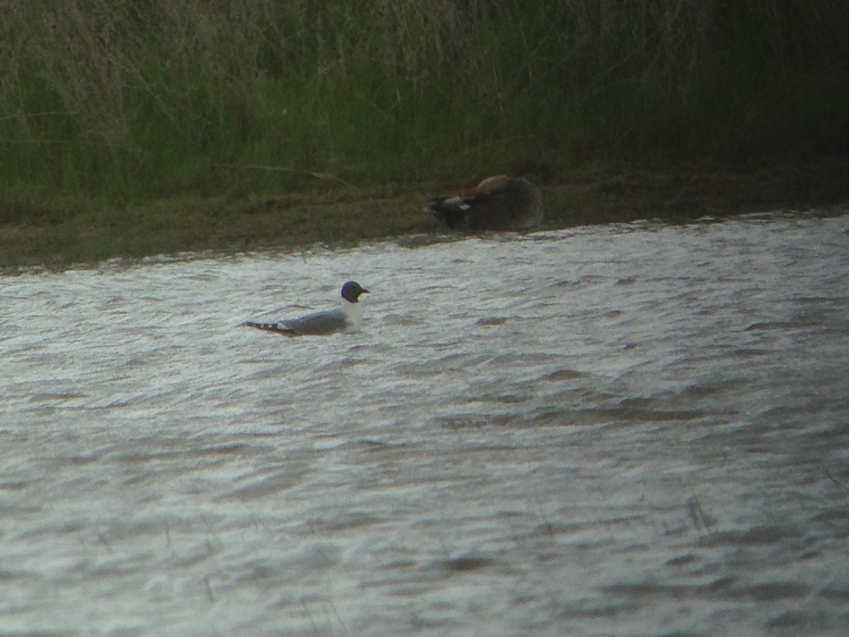 Sabine's Gull - ML57669261