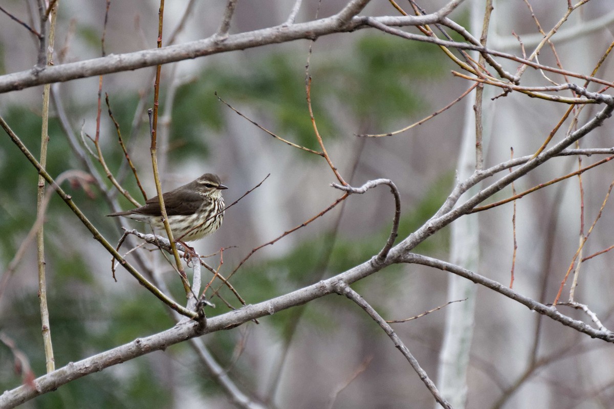Northern Waterthrush - Jonathan Bonin Bourgault
