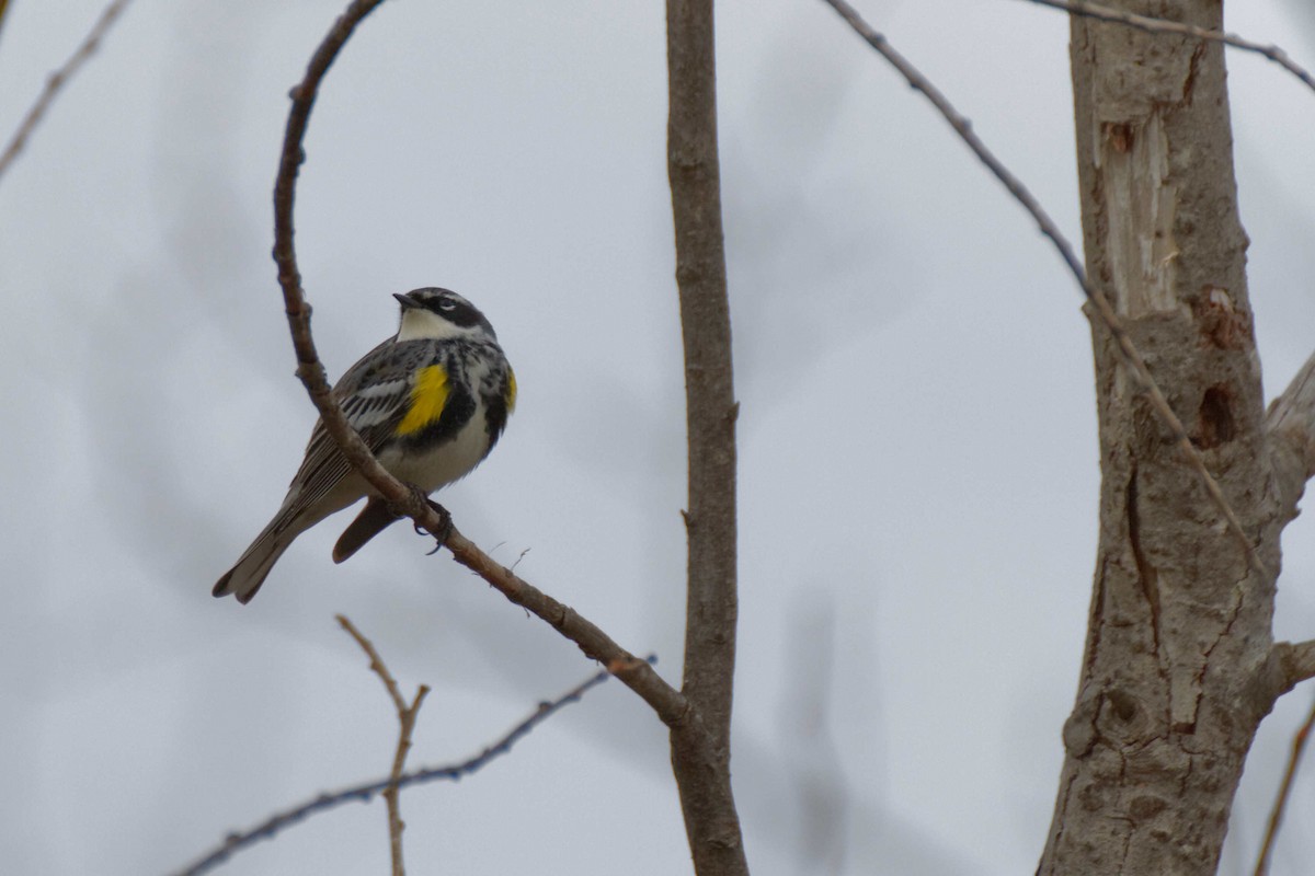 Yellow-rumped Warbler - ML57669401