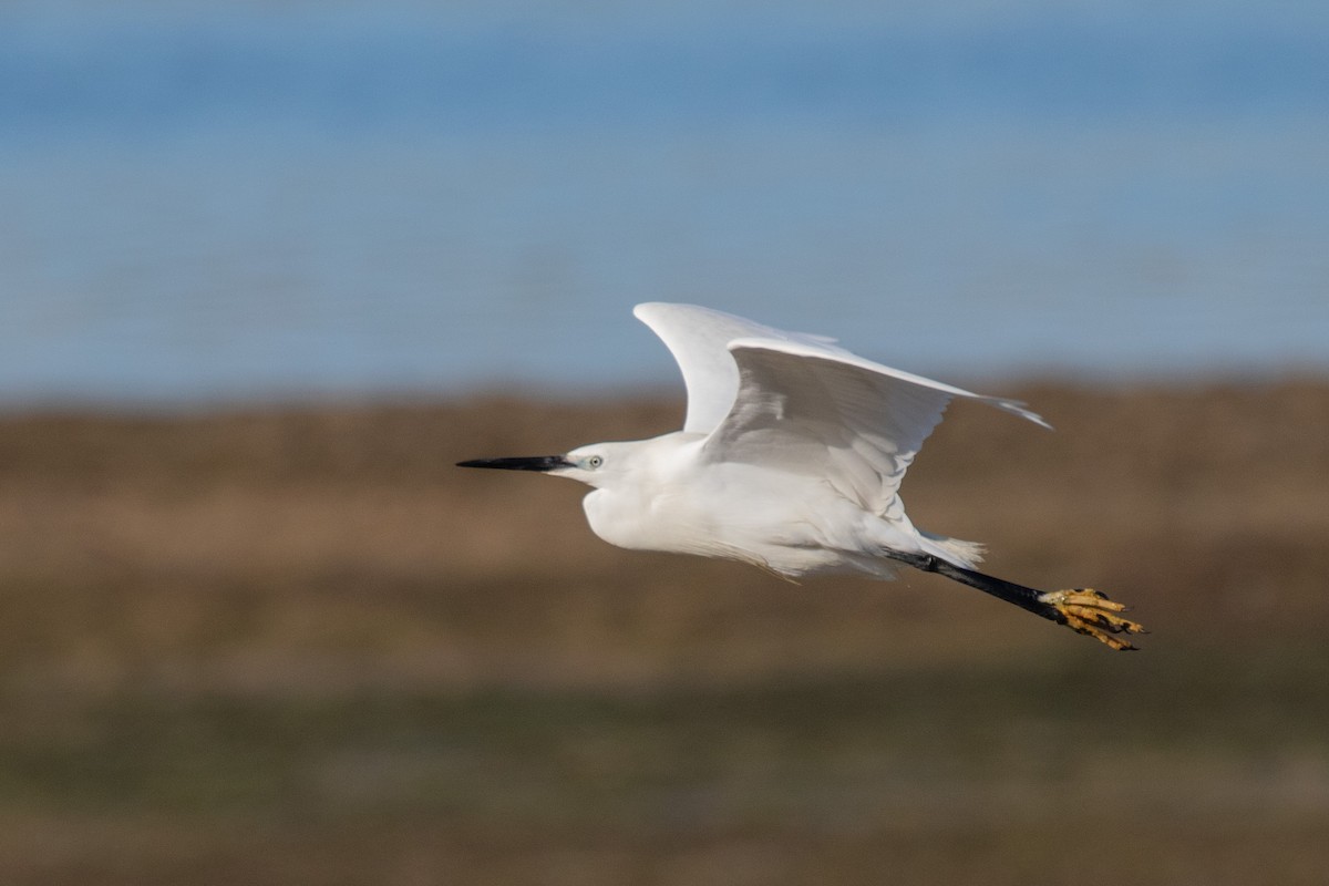 Little Egret - ML576694181