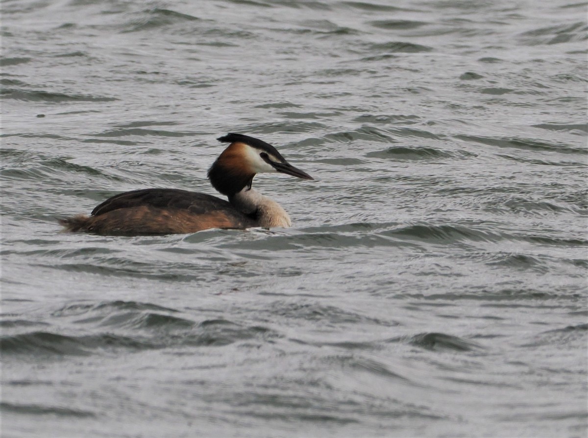 Great Crested Grebe - ML576694311