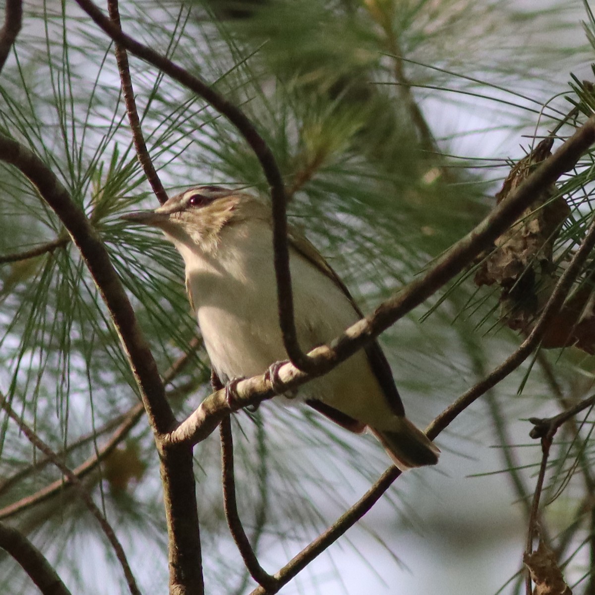 Red-eyed Vireo - ML576694321