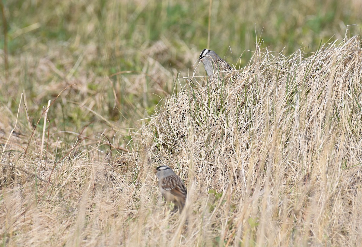 White-crowned Sparrow - ML576694881