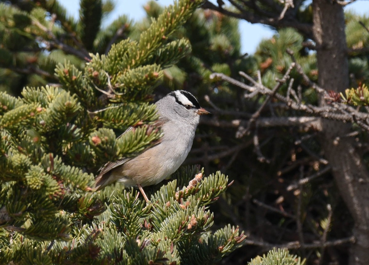 White-crowned Sparrow - ML576694891