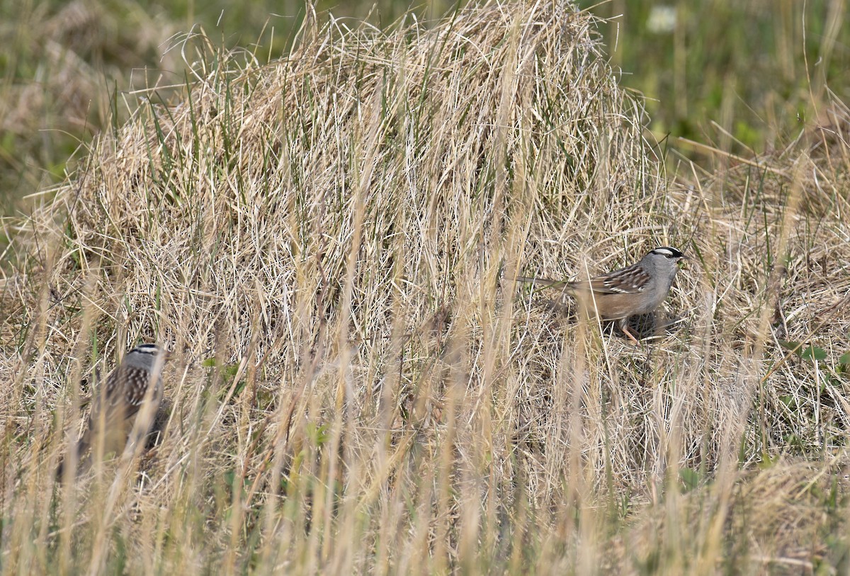White-crowned Sparrow - ML576694901