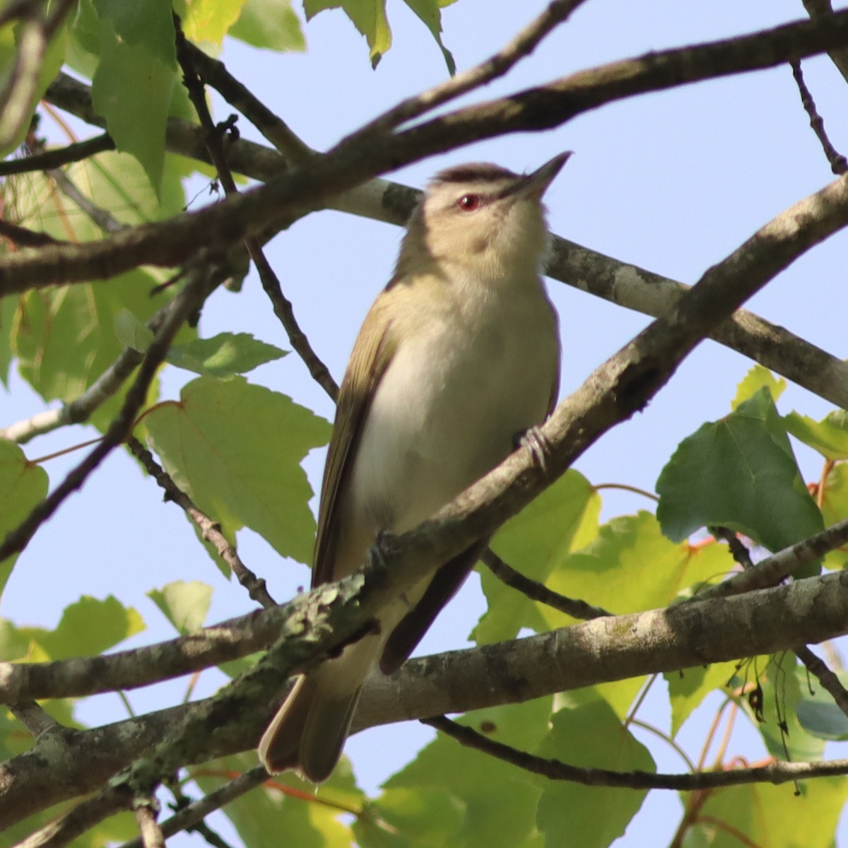 Kızıl Gözlü Vireo - ML576695011