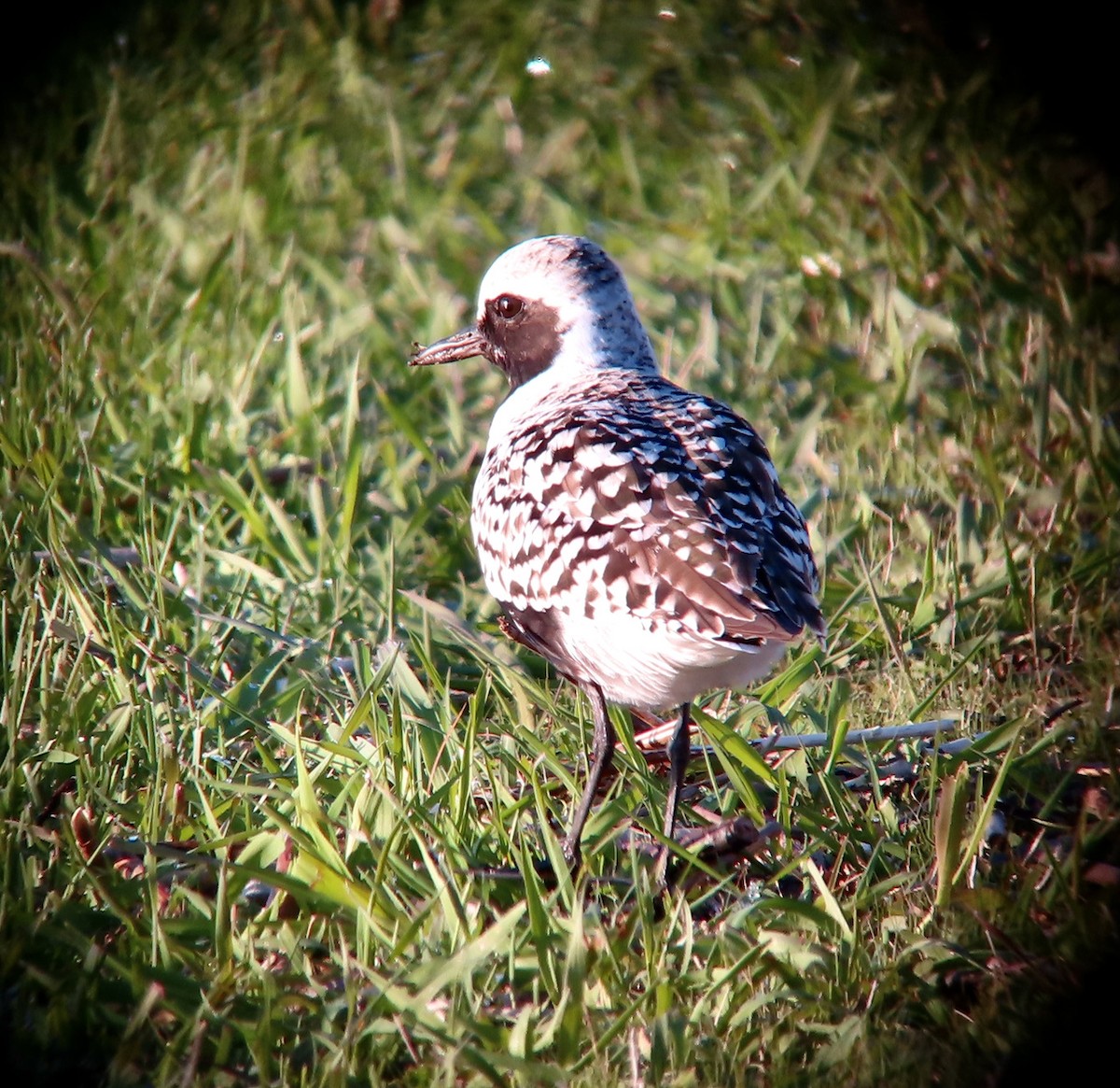 Black-bellied Plover - ML576695531