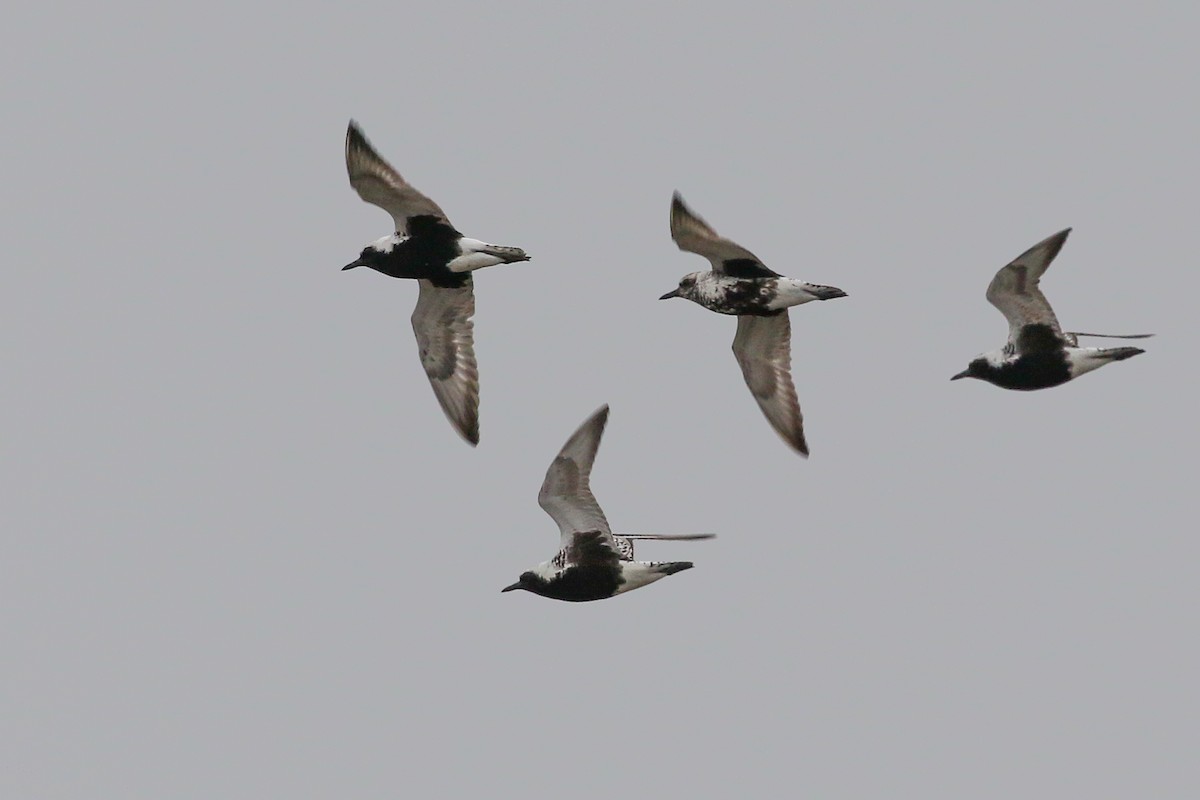 Black-bellied Plover - Jelmer Poelstra