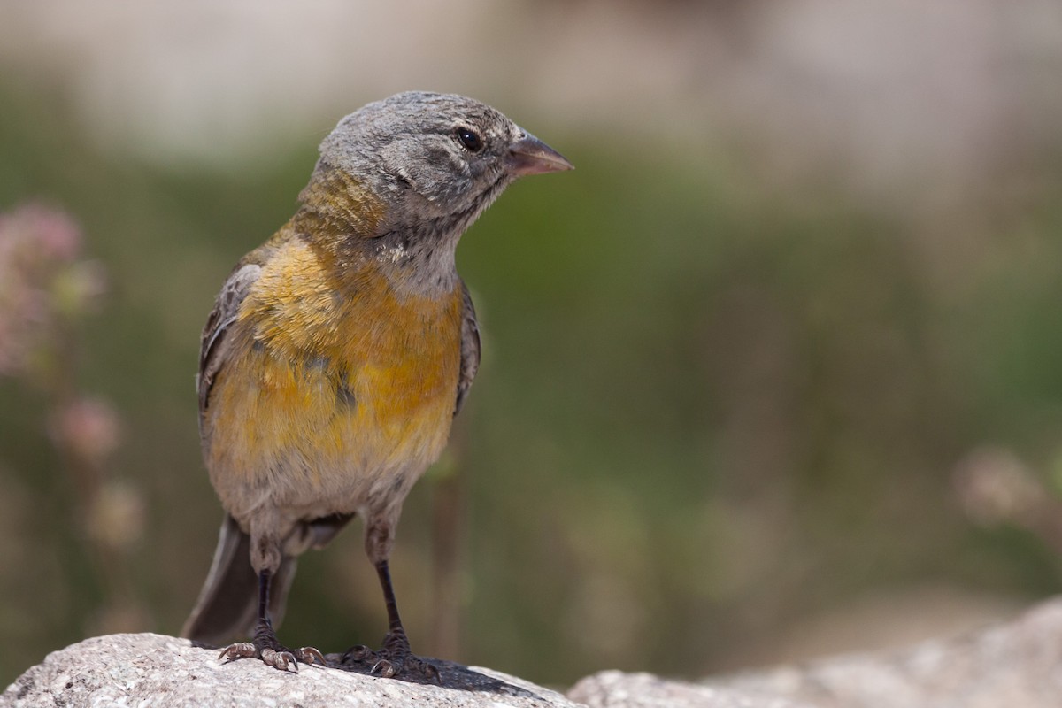 Gray-hooded Sierra Finch (gayi/caniceps) - ML576696351