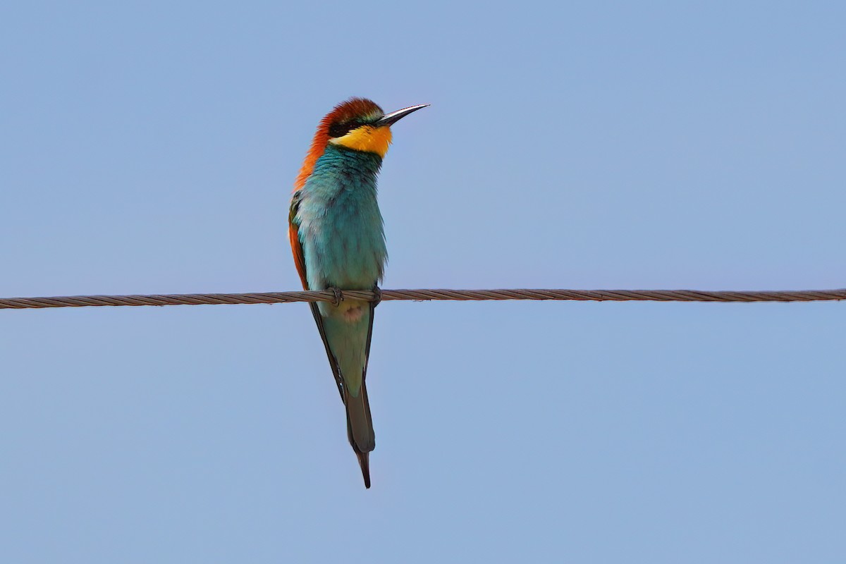 European Bee-eater - ML576696711