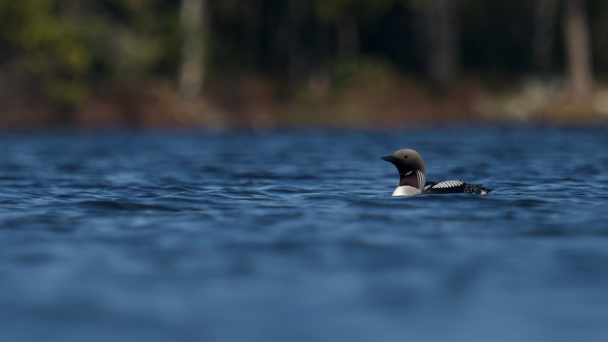 Plongeon arctique - ML576696881