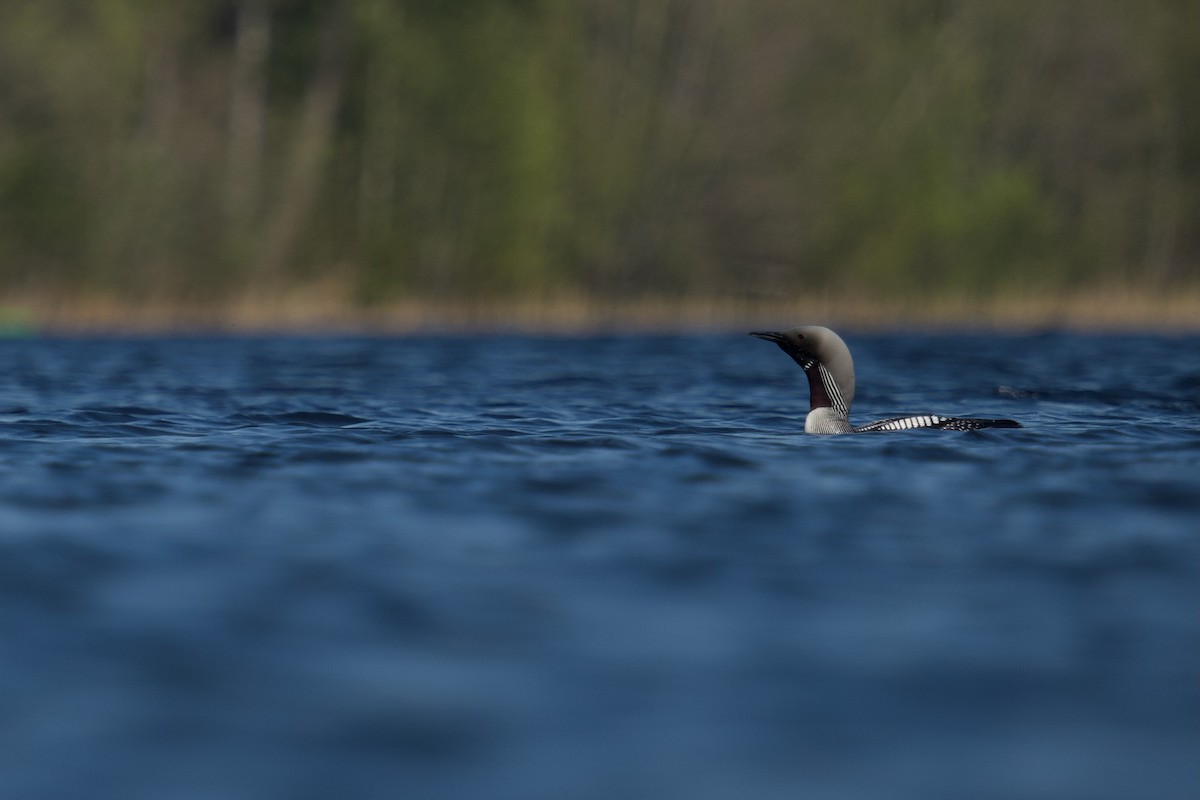 Plongeon arctique - ML576696891