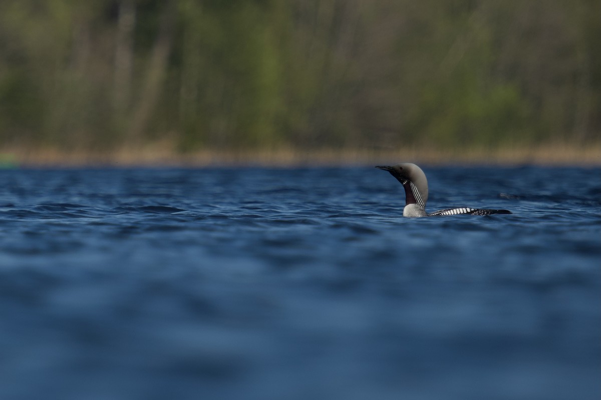 Arctic Loon - Benjamin Dignal