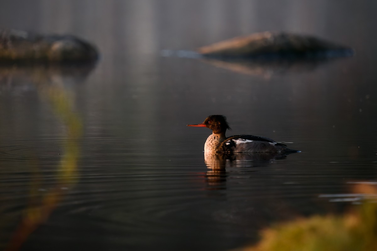 Red-breasted Merganser - ML576697201