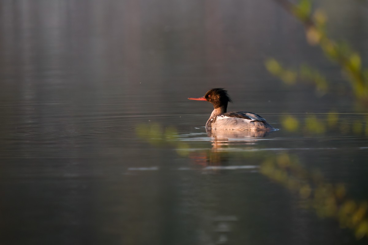 ウミアイサ - ML576697221