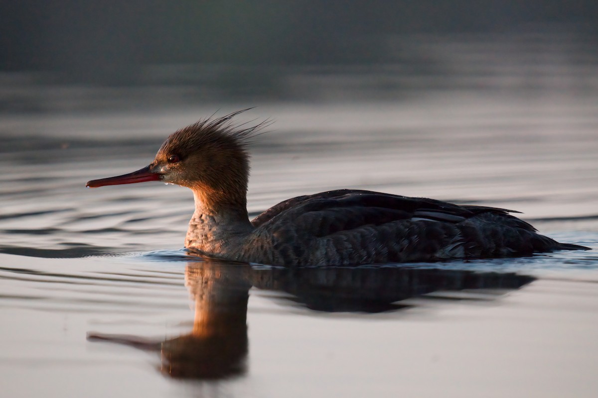 ウミアイサ - ML576697231