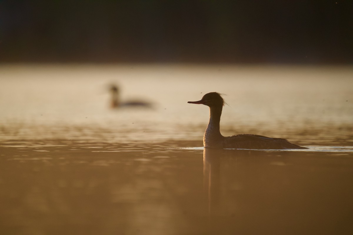 Red-breasted Merganser - ML576697241