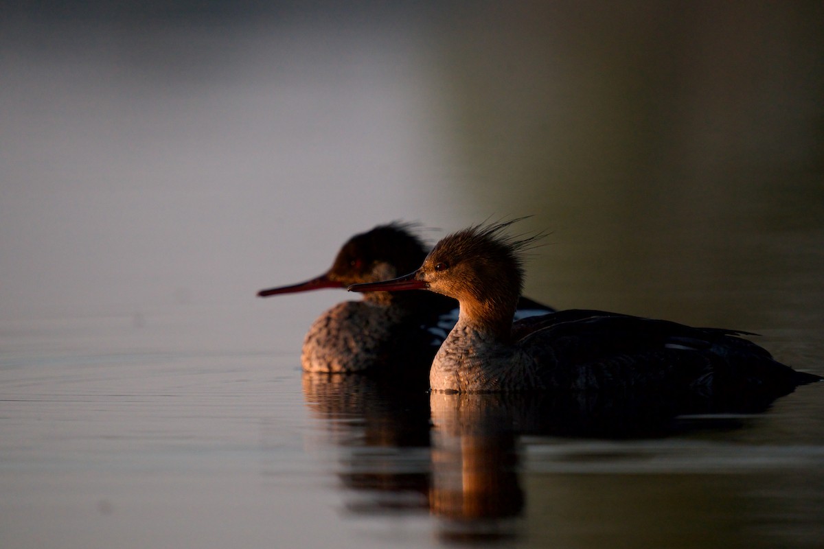 ウミアイサ - ML576697251