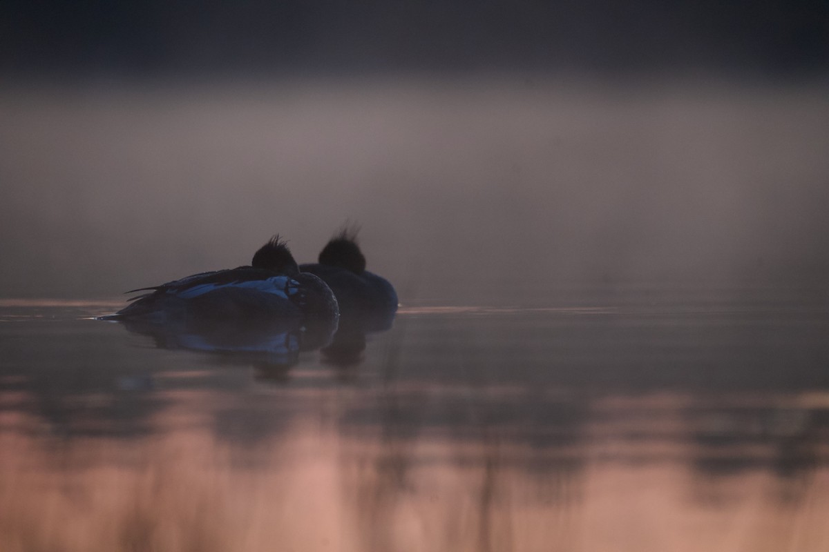 Red-breasted Merganser - ML576697261