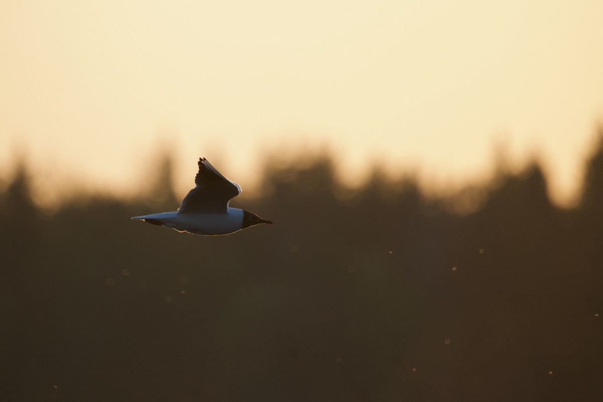 Black-headed Gull - ML576697341