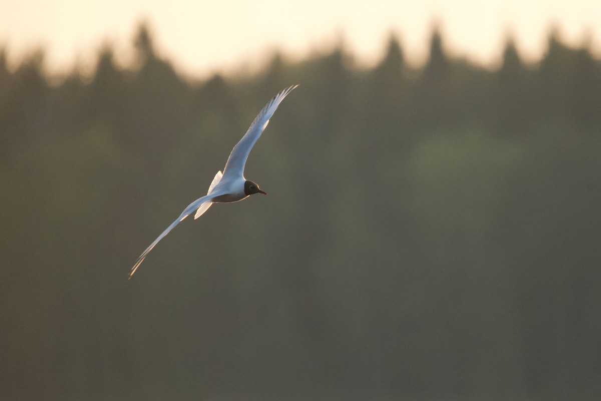 Black-headed Gull - ML576697351