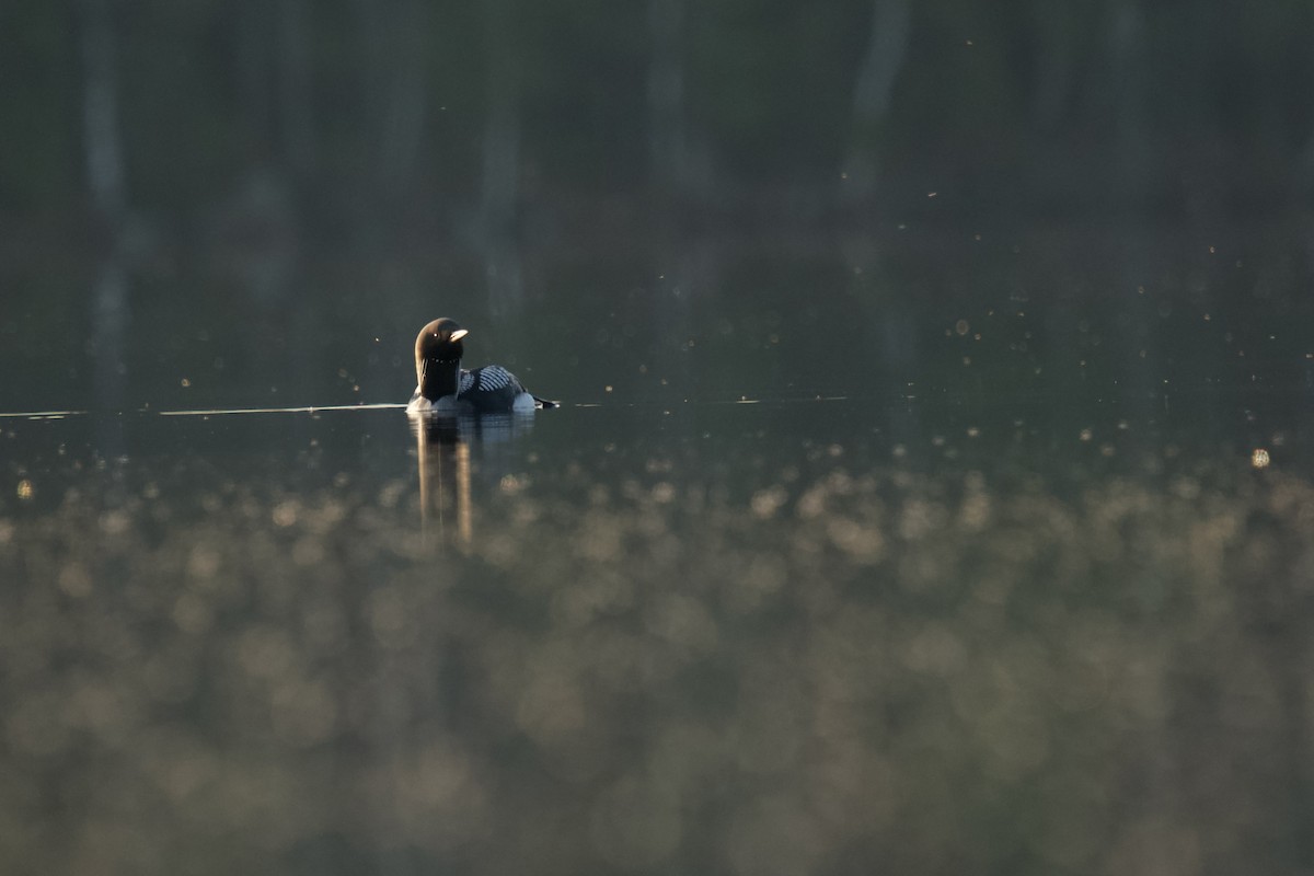 Arctic Loon - ML576697431