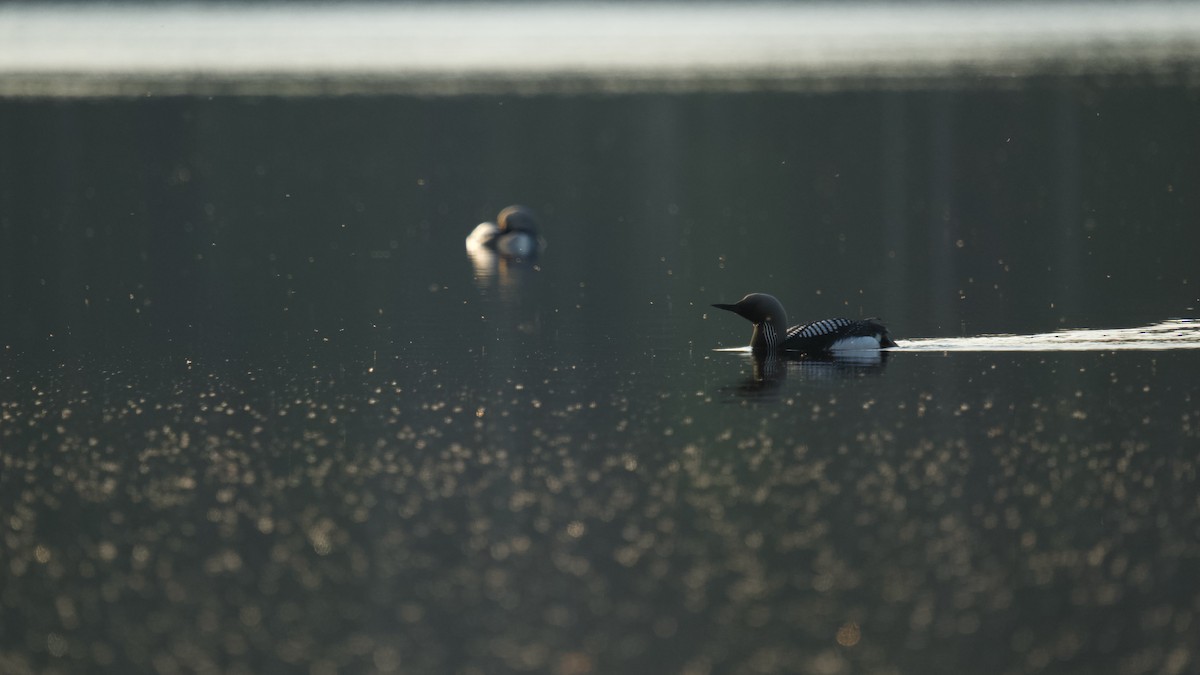 Arctic Loon - ML576697441