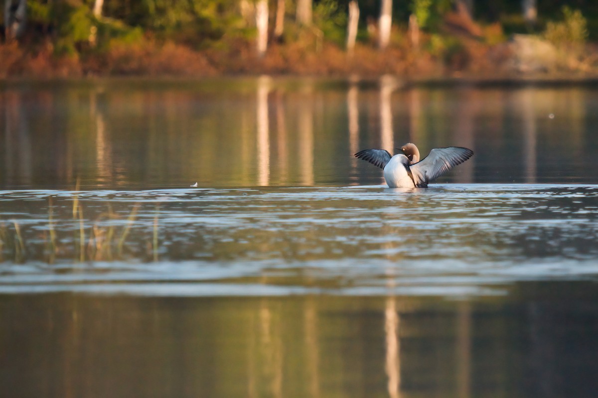 Arctic Loon - ML576697451