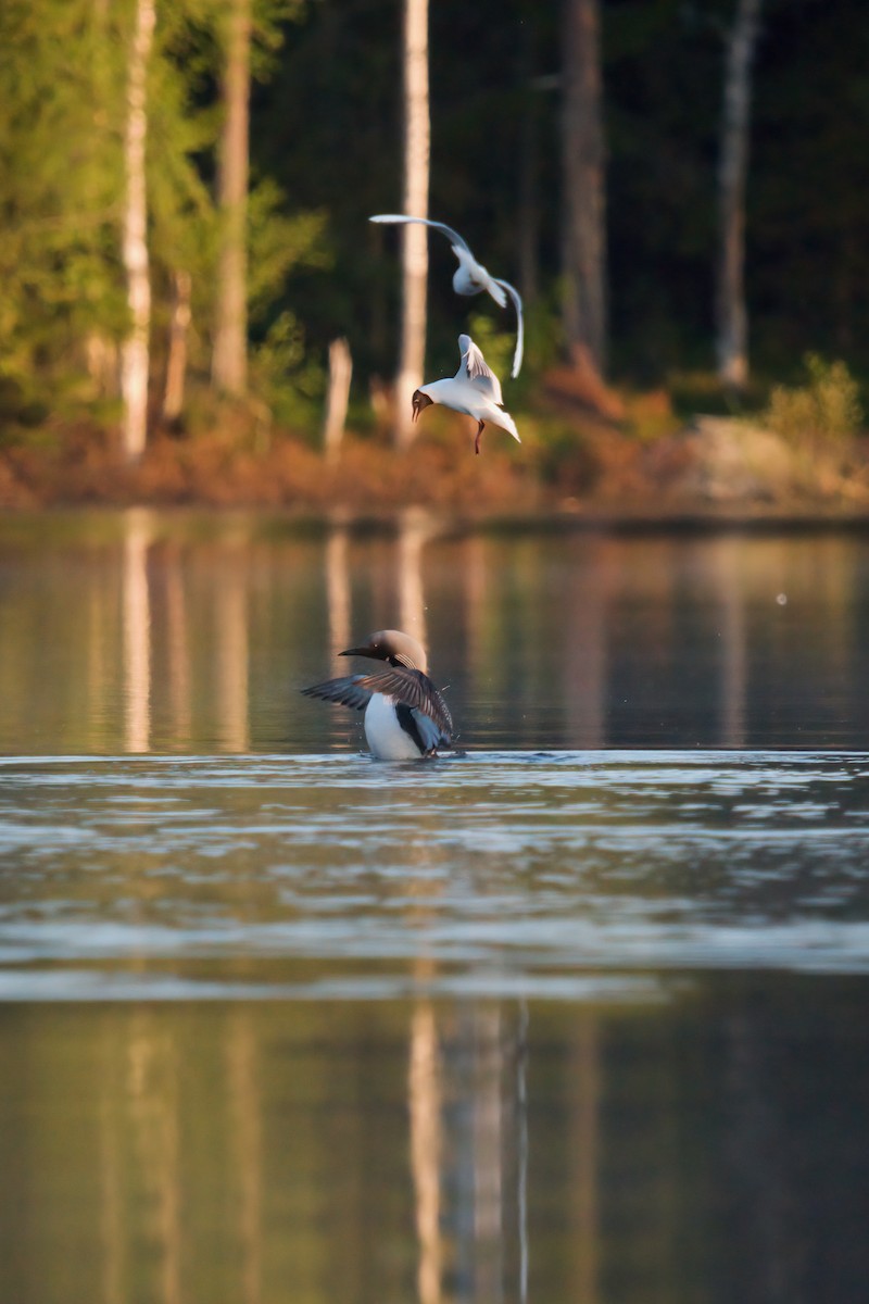 Arctic Loon - ML576697461