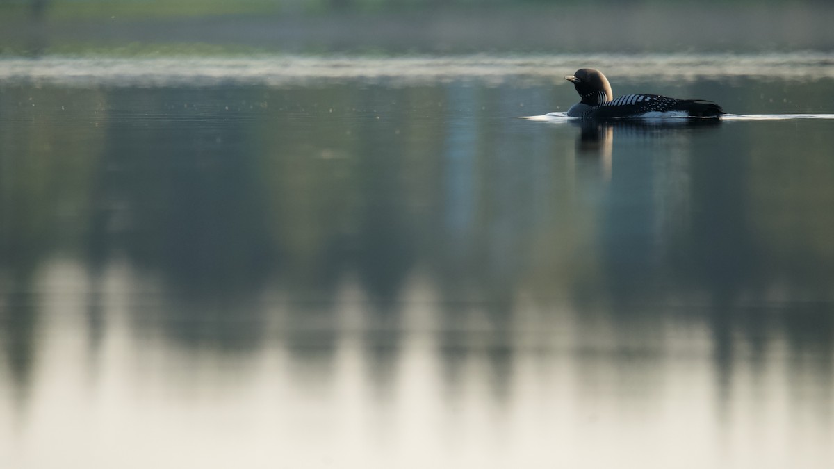 Plongeon arctique - ML576697471