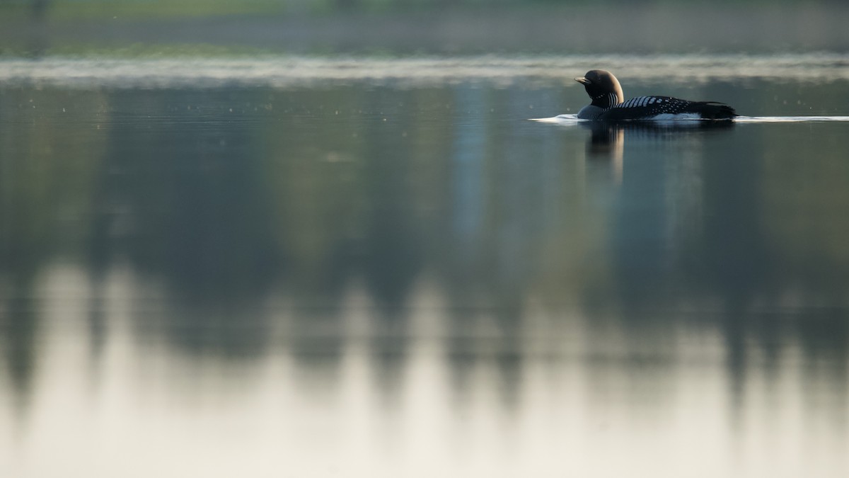 Arctic Loon - ML576697471