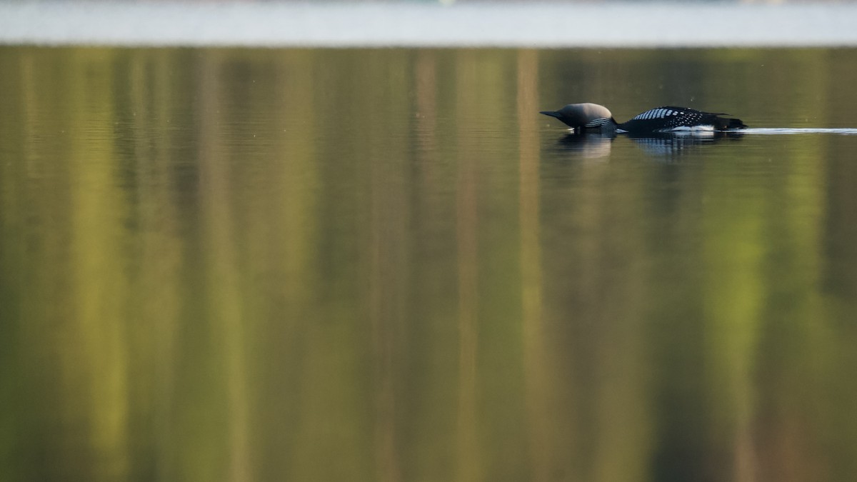 Arctic Loon - ML576697481