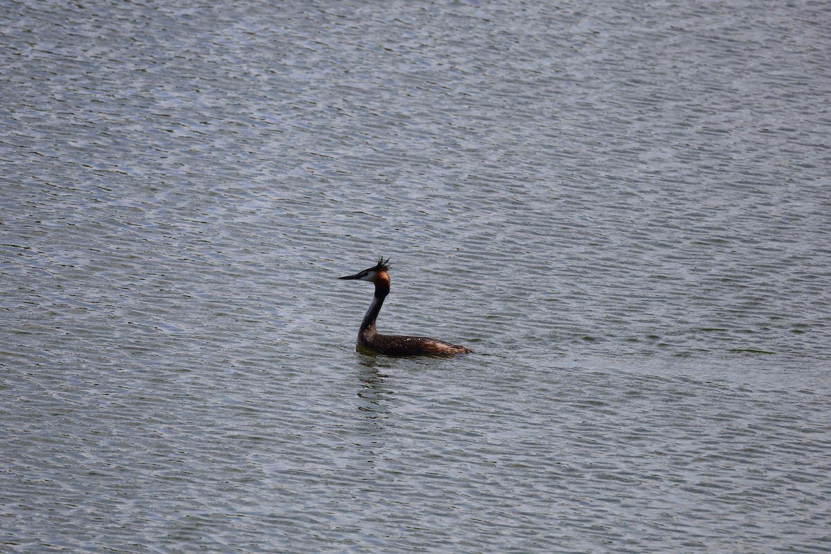 Great Crested Grebe - Luís Filipe Ferreira