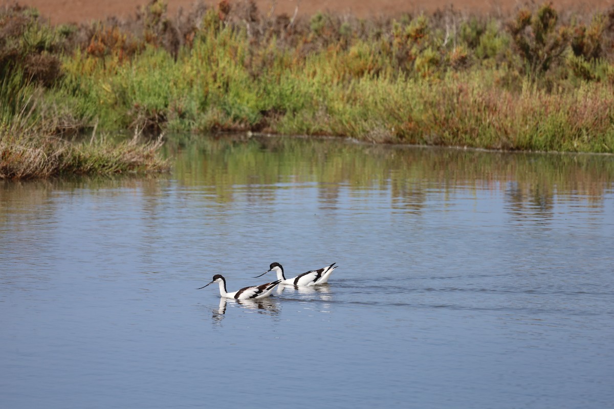 Pied Avocet - Luís Filipe Ferreira