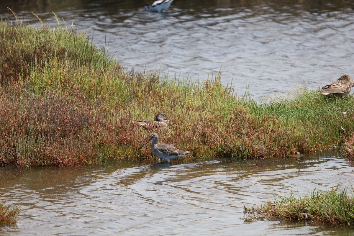 Black-tailed Godwit - ML576699191