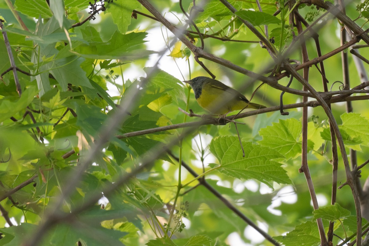 Mourning Warbler - ML576699391