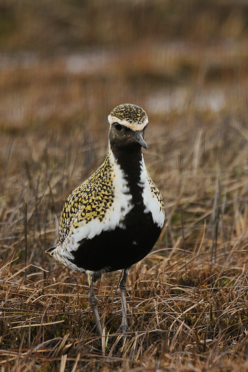 European Golden-Plover - ML57669941