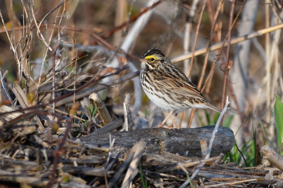 Savannah Sparrow - Thomas Willoughby